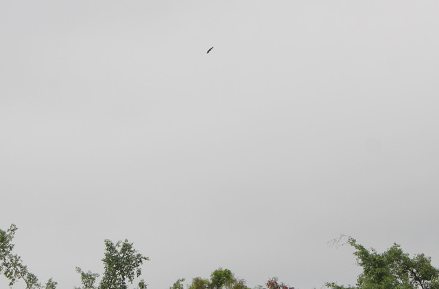 IMG-7421.jpg