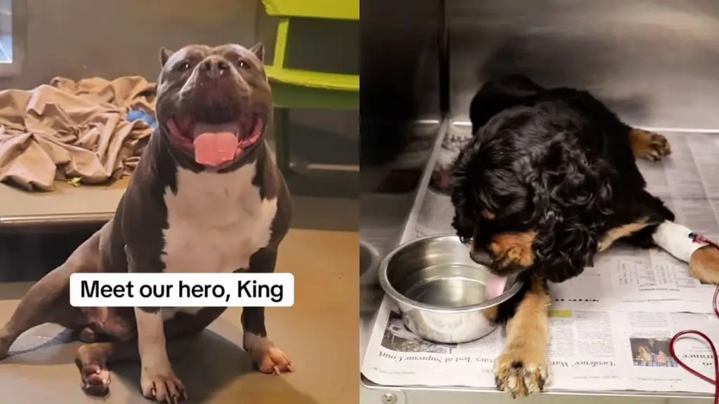 Hero Shelter Dog Saves Anemic Dog's Life with Blood Donation