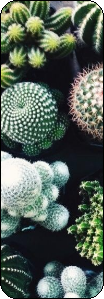 border-succulents.png