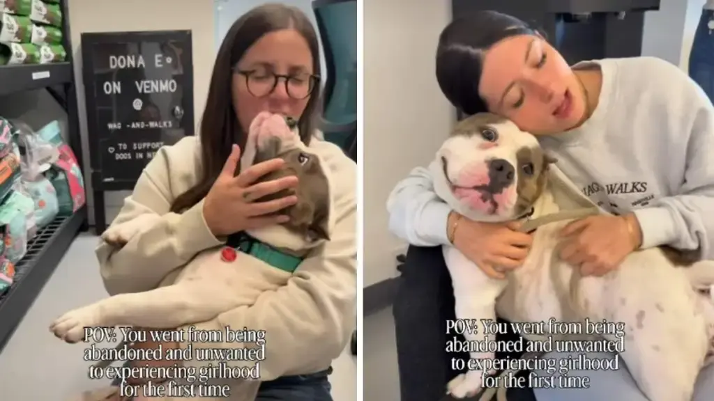 Rescue Dog Experiences Girlhood for First Time
