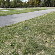IMG 2992