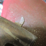 IMG-8520