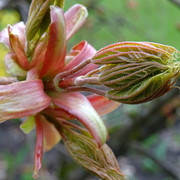 DSC00970