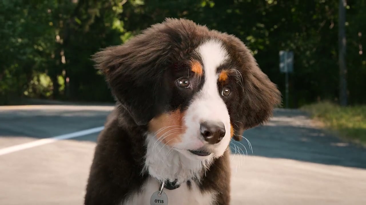 Super PupZ Screenshot