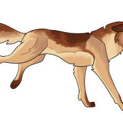 Maple