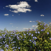 1c004211m