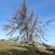 079a-Wounded-Larch