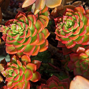 IMG-6709