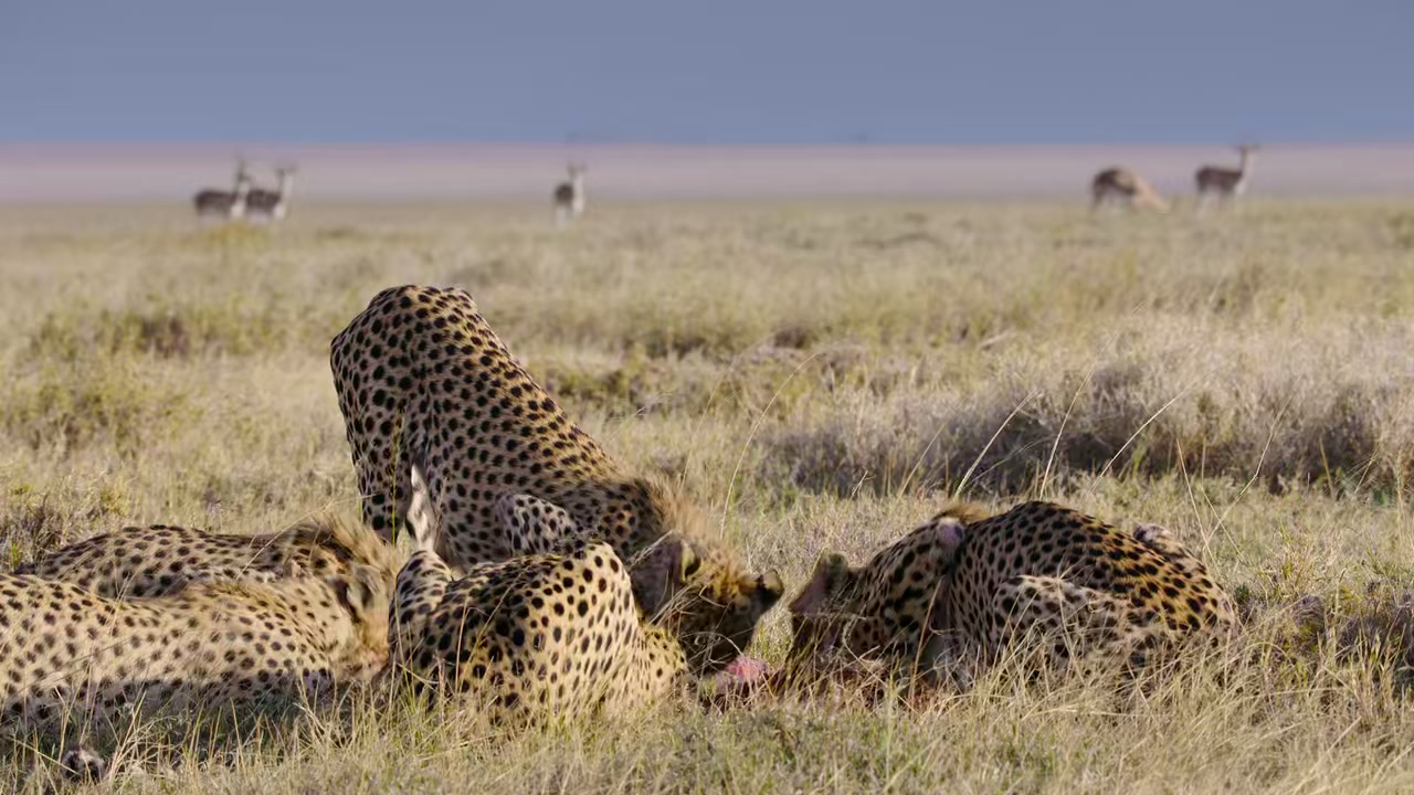 Predators Screenshot