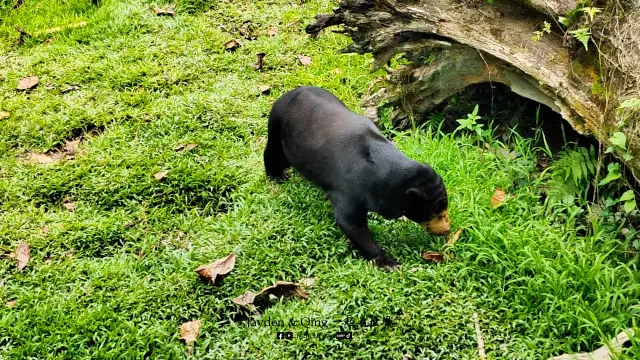 Zoo Negara6.webp