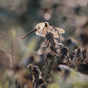 P9183553.jpg