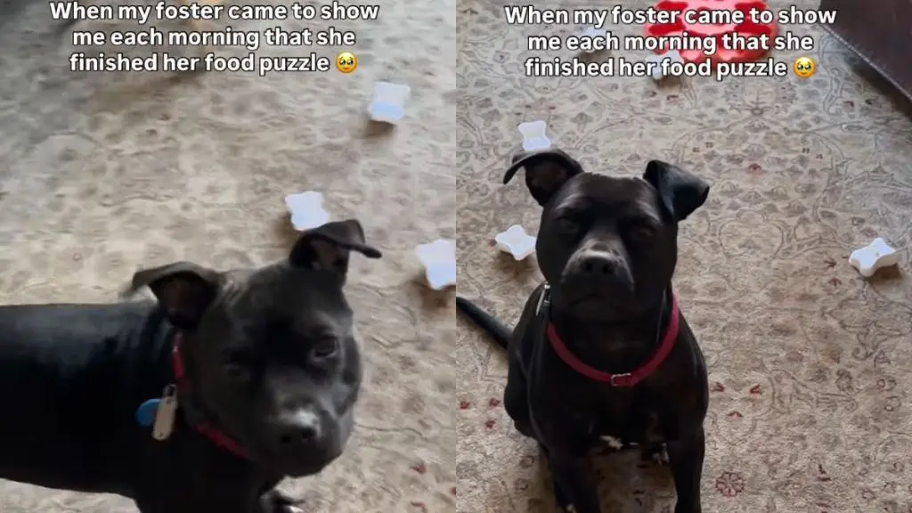 Foster Dog Shows Off Puzzle-Solving Skills