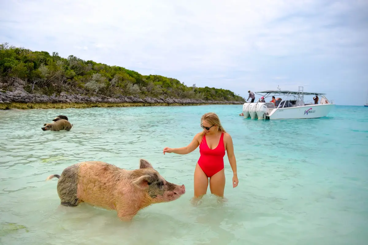 Discover the Unique Swimming Pigs of Pig Beach in the Bahamas