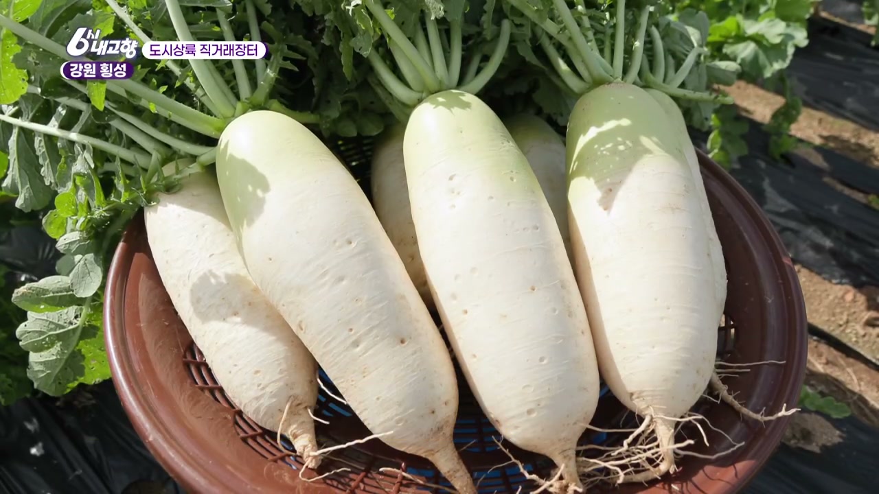 6시내고향 횡성 채소꾸러미 캡처