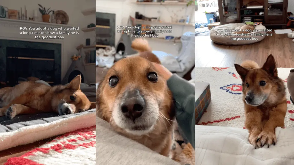 Senior Rescue Dog Shines as Good Boy