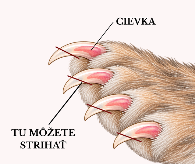králičí pazúr