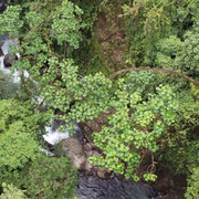 downstream crop