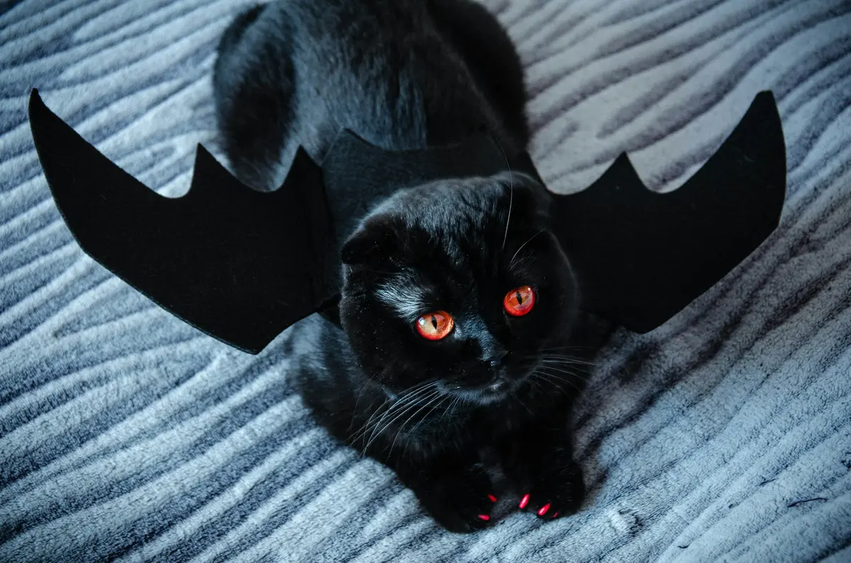 The Magical Powers of Cats