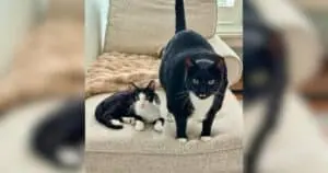 Tiny Chaos Meets Big Chill in Adorable Cat Bromance