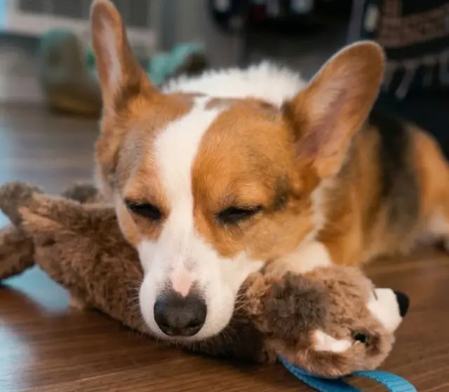 Play Can Ease Dog Anxiety, Experts Say