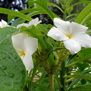 91