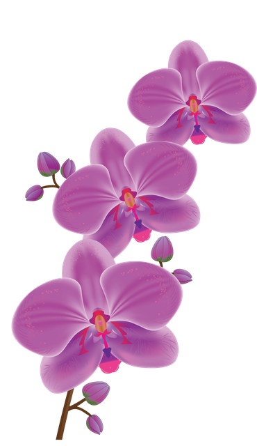 pngwing com (6).png