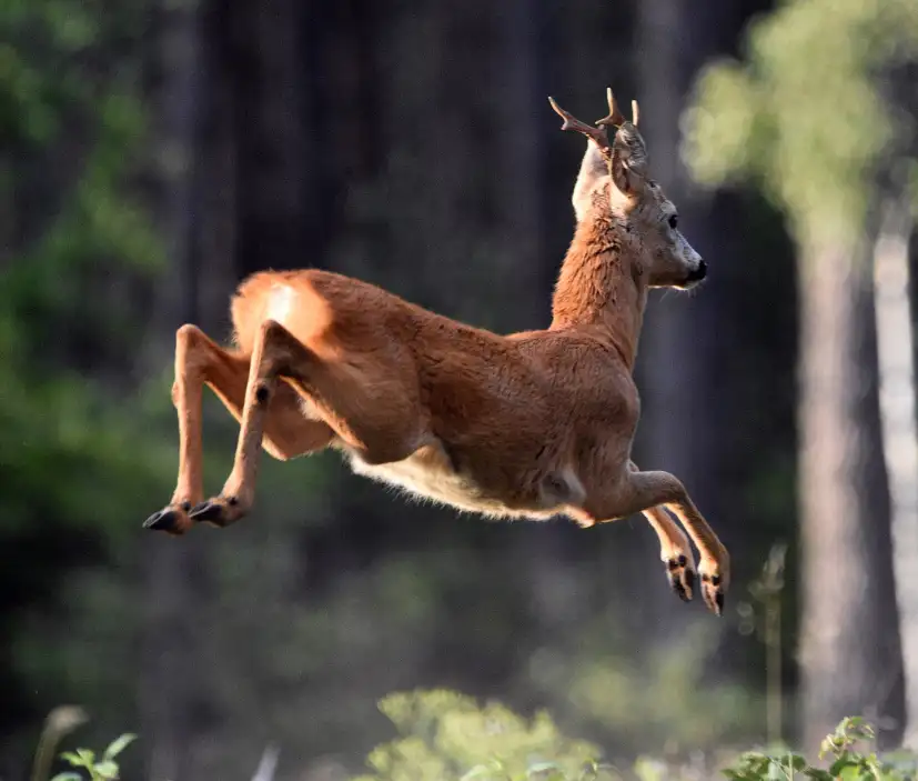 Reebok uit Twente - Reebok uit Het Hulsbeek, duurzaam wild - Vlees direct van de boer - www.Vleeskopenbijdeboer.nl