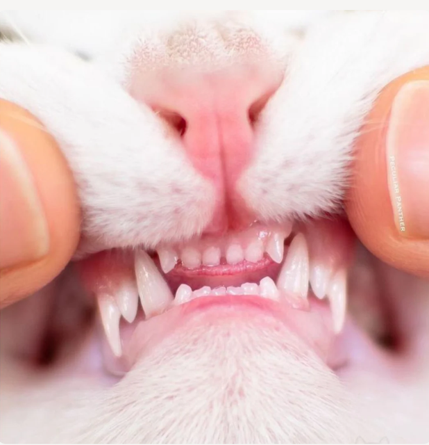 Dientes sanos gato