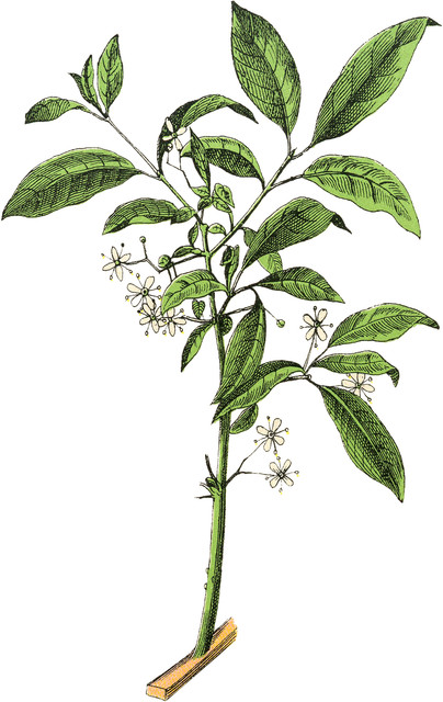 Delicate Botanical Flower White Image Graphics Fairy