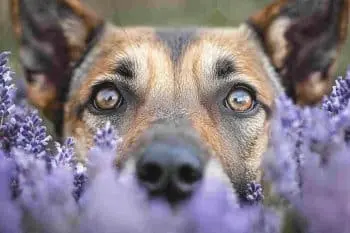 Calming Herbs for Stressed Dogs