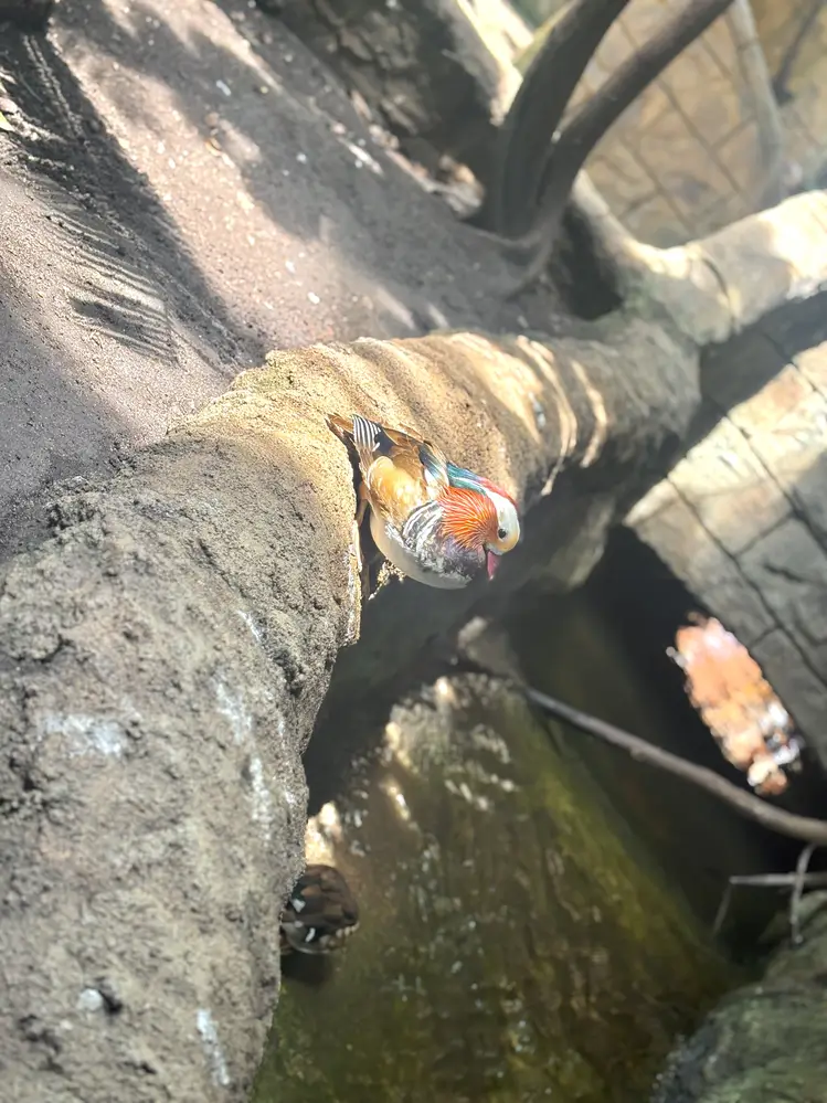 Mandarin Duck