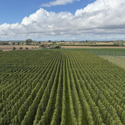 IMG 0238