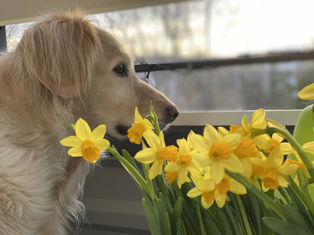 601-F62-C9-BCB0-4169-A61-D-77-C7-E56-ED9