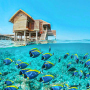 f-Maldives