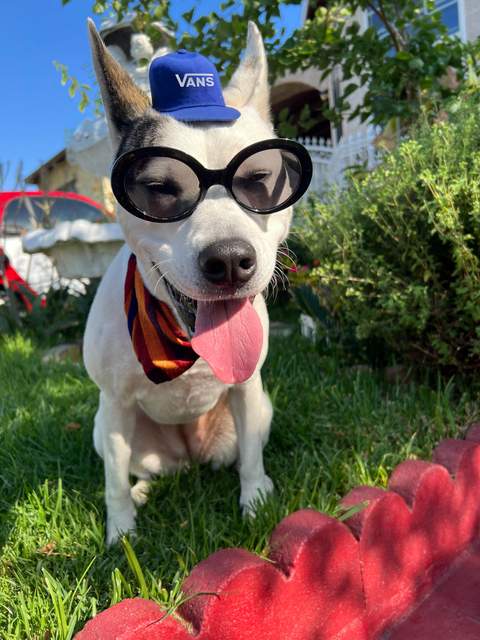dog-edits