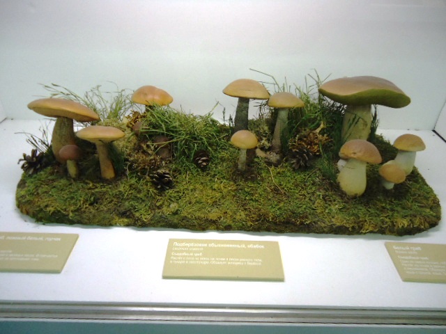 IPB Image