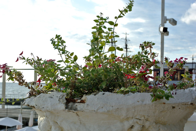DSC-6812.jpg