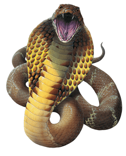 cobra.png