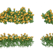 transparent