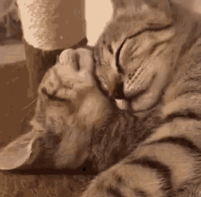 5.gif