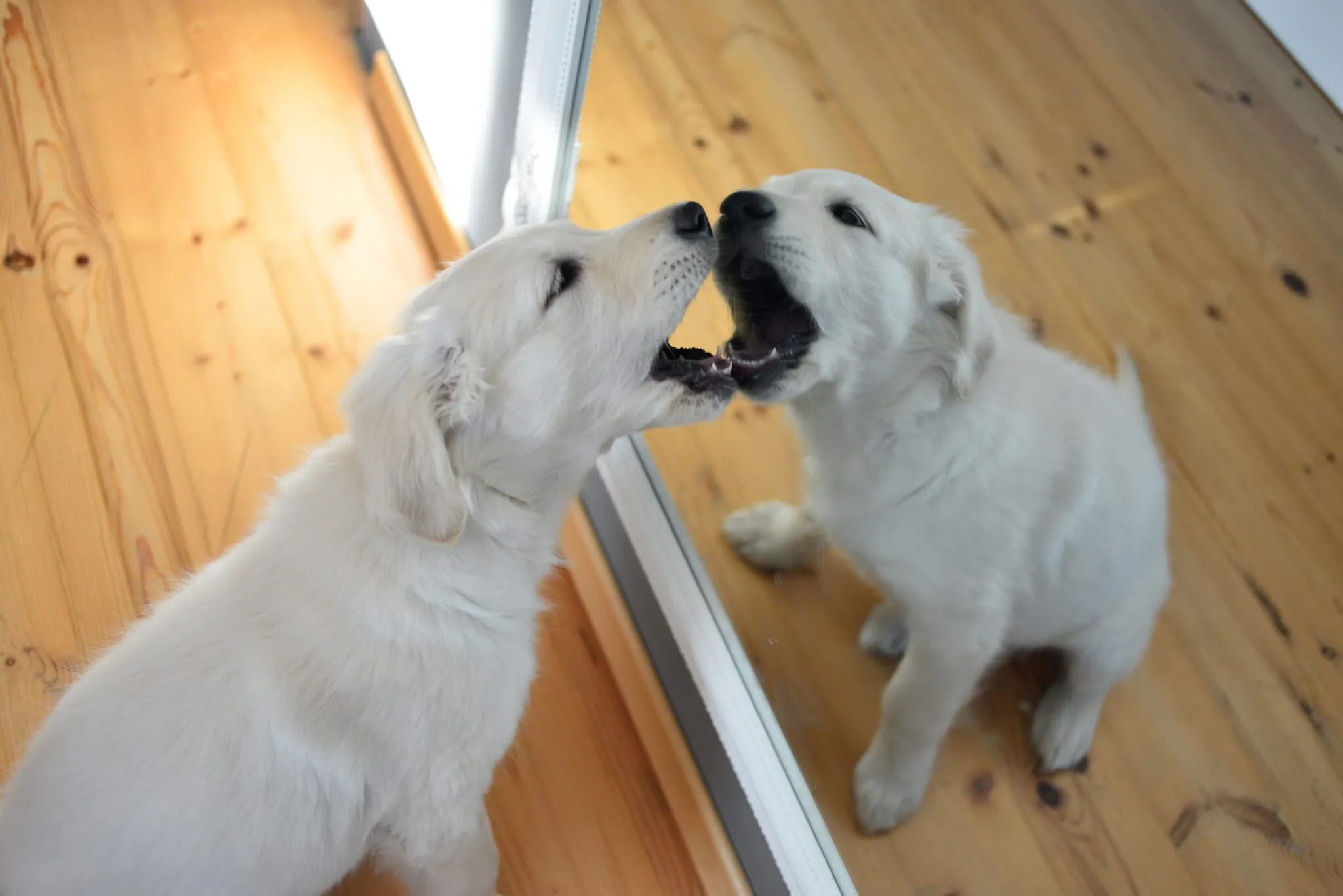 Do Dogs Understand Their Reflection?