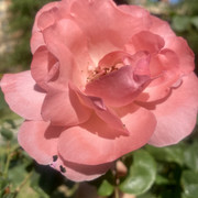 IMG 0403