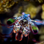 Peacock mantis shrimp