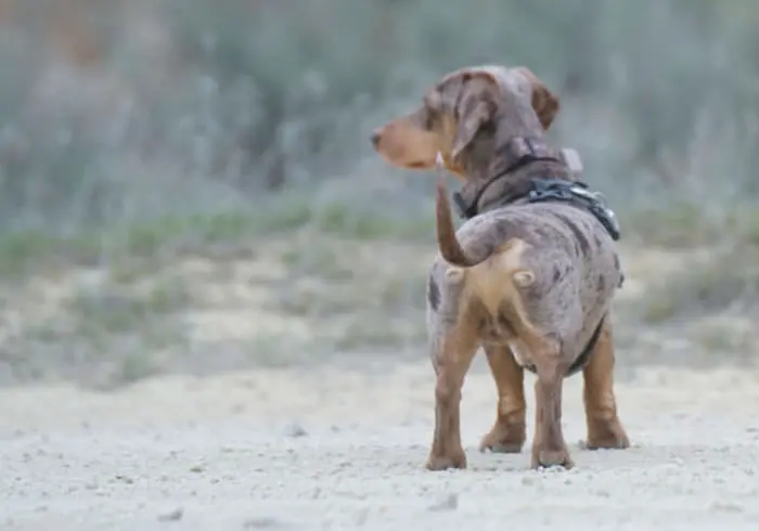 Dachshund Neutering: Timing & Breed Health