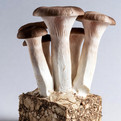 Pink Oyster