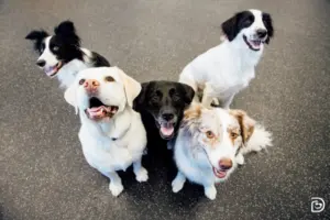 Structured Daycare for Canine Comfort