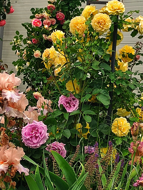 IMG 20260609 205910