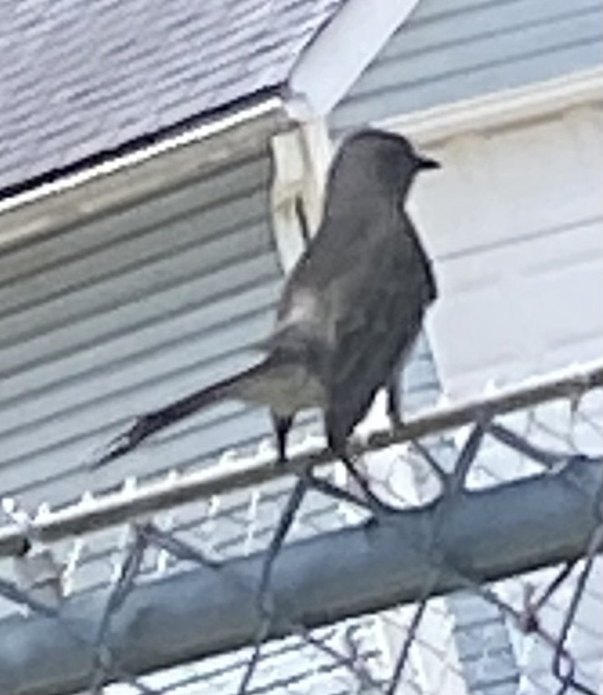 最近認識された鳥の写真
