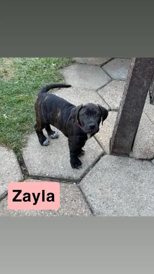 Zayla, a Young Presa Canario, Seeks Loving Home