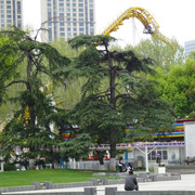 DSC09535